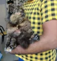 O Gato