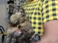 O Gato
