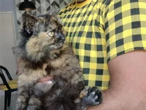 Gato raça SRD-ViraLata idade 6 ou mais anos nome O Gato