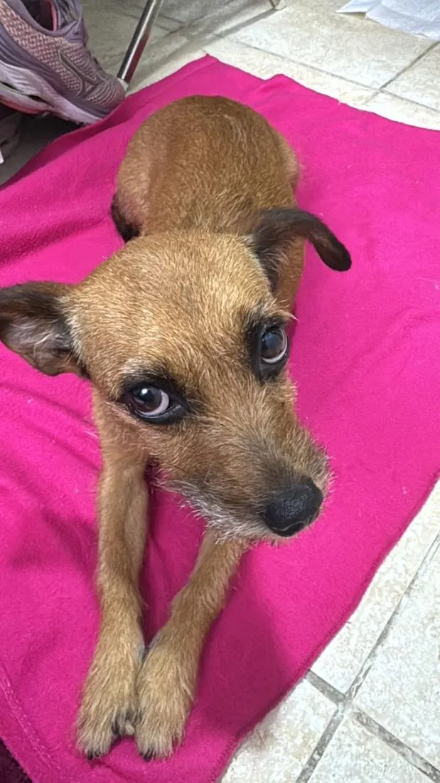 Cachorro raça SRD-ViraLata idade 1 ano nome Cassandra