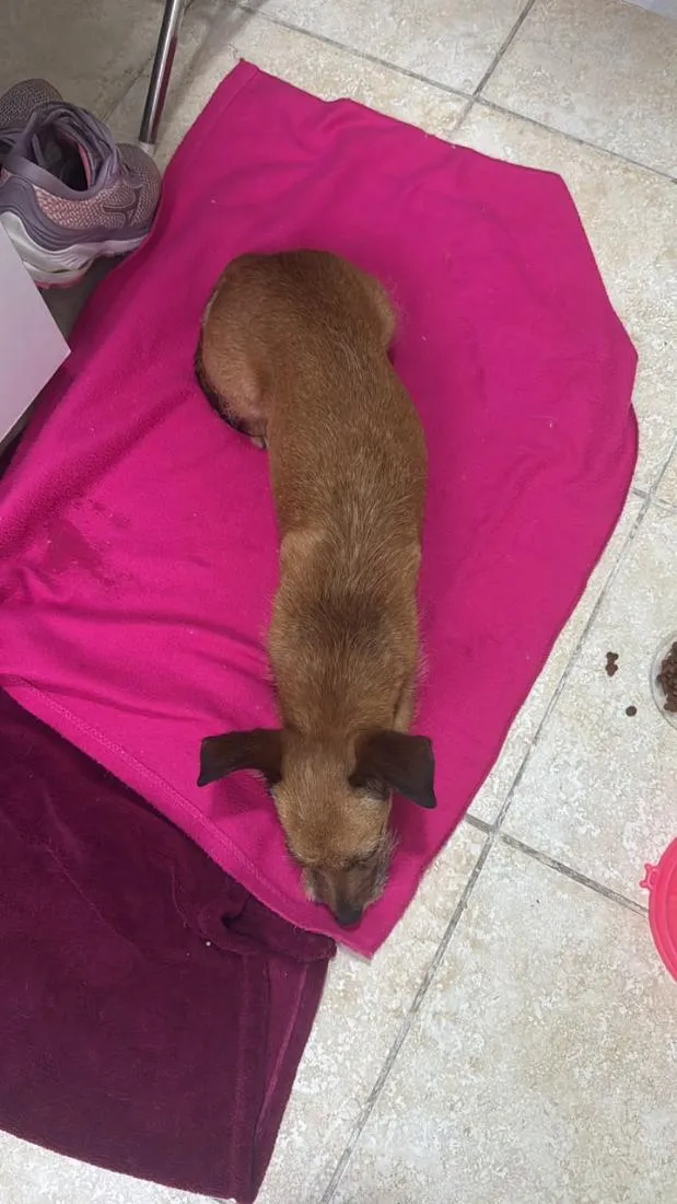 Cachorro raça SRD-ViraLata idade 1 ano nome Cassandra