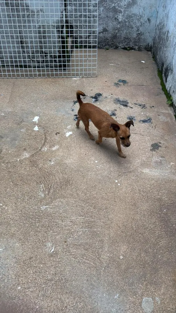 Cachorro raça SRD-ViraLata idade 1 ano nome Cassandra