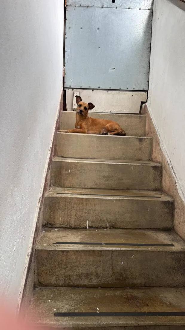 Cachorro raça SRD-ViraLata idade 1 ano nome Cassandra