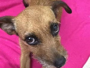 Cachorro raça SRD-ViraLata idade 1 ano nome Cassandra