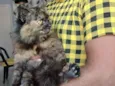 O Gato