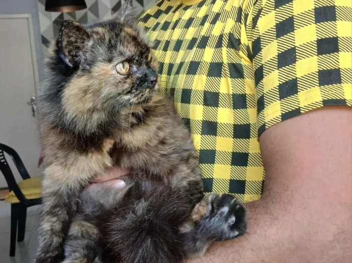Gato raça SRD-ViraLata idade 6 ou mais anos nome O Gato