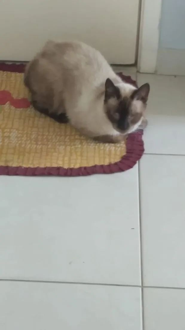 Gato raça Siamês idade 2 anos nome Rock
