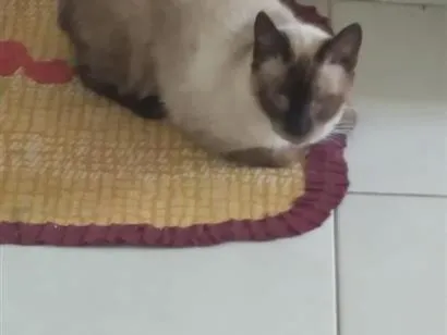 Gato raça Siamês idade 2 anos nome Rock