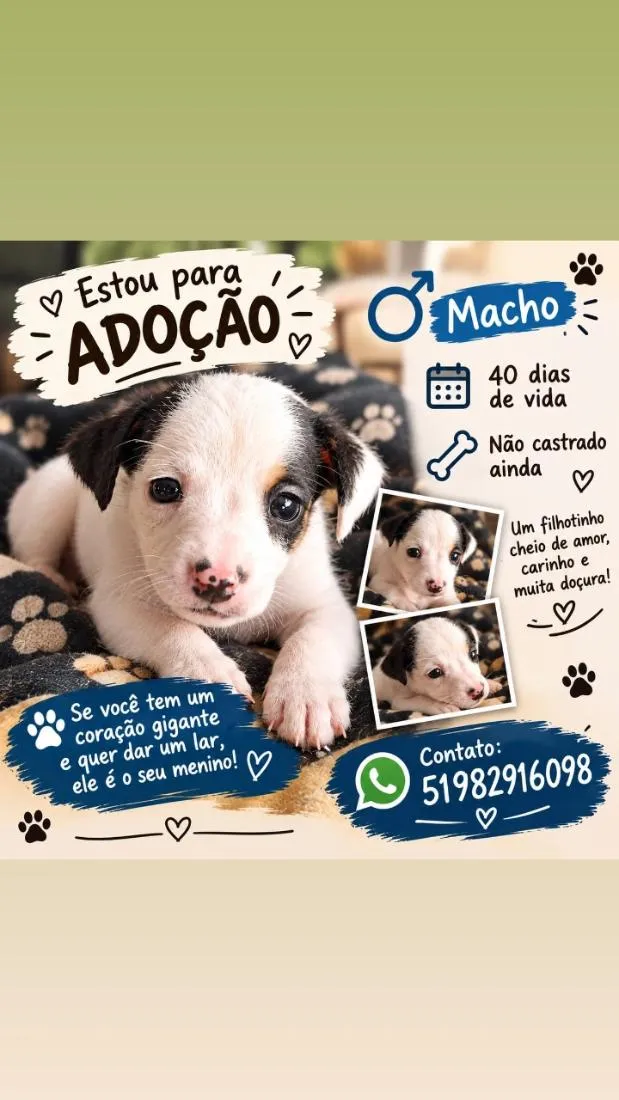 Cachorro raça Rottweiler idade Abaixo de 2 meses nome não tem nome ainda no momento 