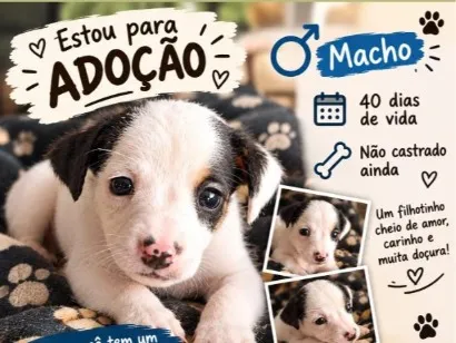 Cachorro raça Rottweiler idade Abaixo de 2 meses nome não tem nome ainda no momento 