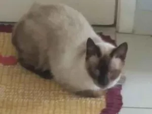 Gato raça Siamês idade 2 anos nome Rock