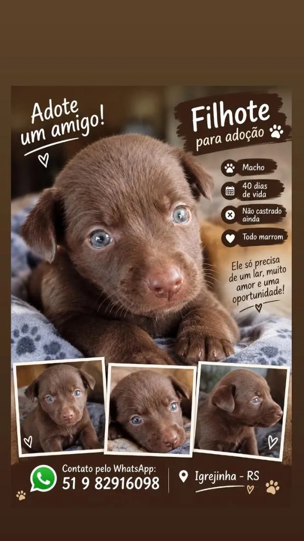 Cachorro raça Rottweiler idade 2 a 6 meses nome não tem nome no momento ainda