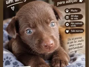 Cachorro raça Rottweiler idade 2 a 6 meses nome não tem nome no momento ainda
