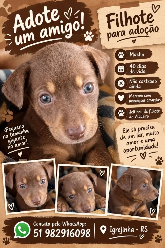 Cachorro raça Rottweiler idade Abaixo de 2 meses nome não tem nome no momento ainda