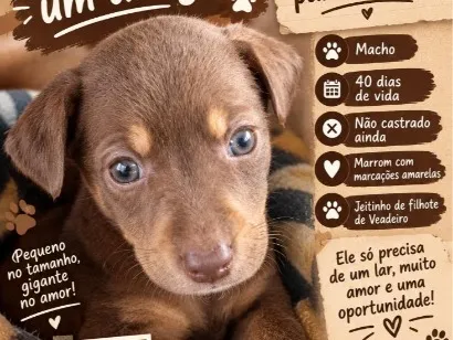 Cachorro raça Rottweiler idade Abaixo de 2 meses nome não tem nome no momento ainda
