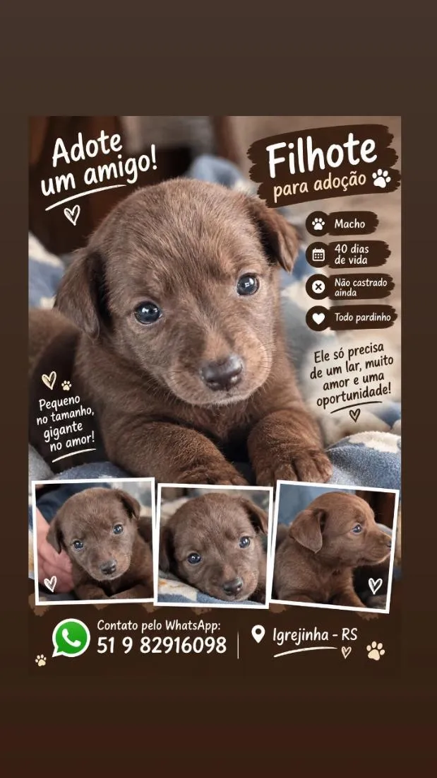 Cachorro raça Rottweiler idade Abaixo de 2 meses nome não tem n