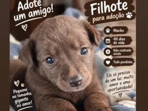 Cachorro raça Rottweiler idade Abaixo de 2 meses nome não tem n