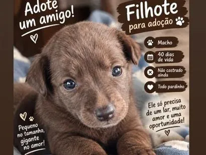 Cachorro raça Rottweiler idade Abaixo de 2 meses nome não tem n