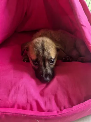 Cachorro raça SRD-ViraLata idade 2 a 6 meses nome sem nome