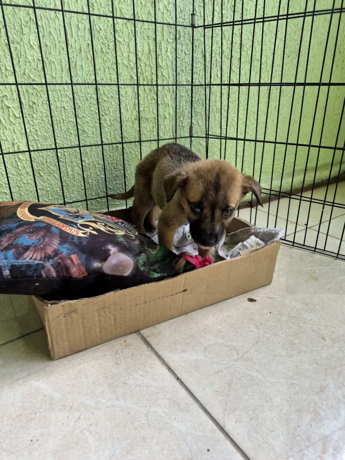 Cachorro raça SRD-ViraLata idade 2 a 6 meses nome sem nome