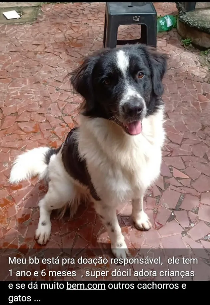 Cachorro raça Labrador idade 2 anos nome Bartolomeu