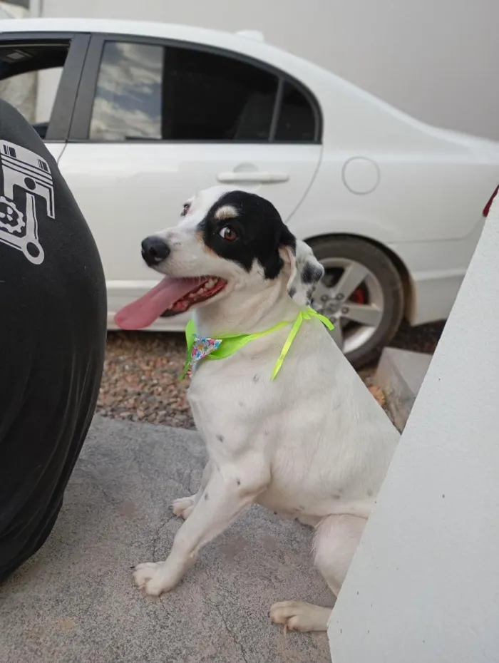 Cachorro raça SRD-ViraLata idade 7 a 11 meses nome luna