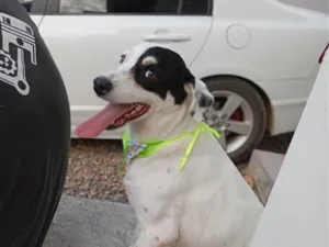 Cachorro raça SRD-ViraLata idade 7 a 11 meses nome luna