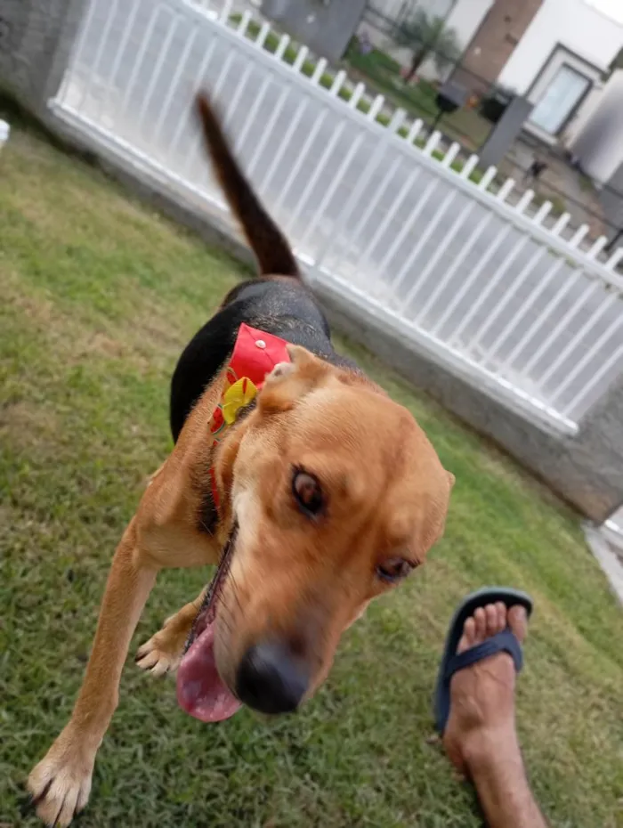Cachorro raça SRD-ViraLata idade 2 a 6 meses nome Dora 