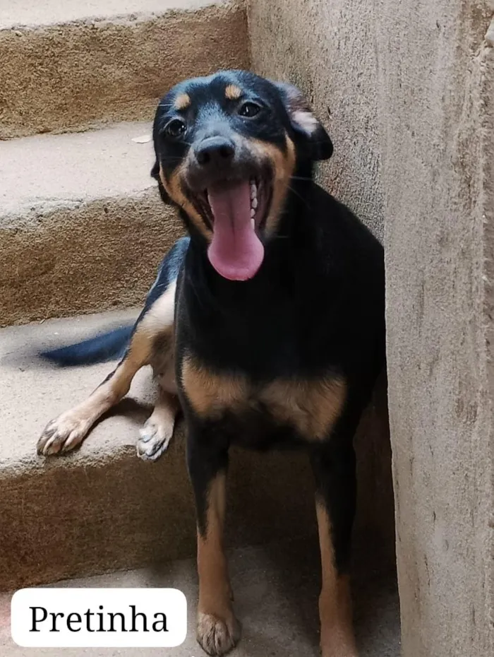 Cachorro raça SRD-ViraLata idade 7 a 11 meses nome Pretinha , mel e bella