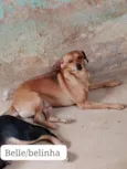 Pretinha , mel e bella