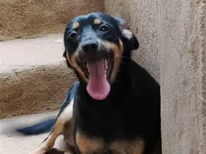 Cachorro raça SRD-ViraLata idade 7 a 11 meses nome Pretinha , mel e bella