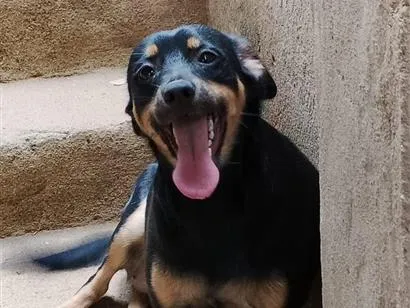 Cachorro raça SRD-ViraLata idade 7 a 11 meses nome Pretinha , mel e bella