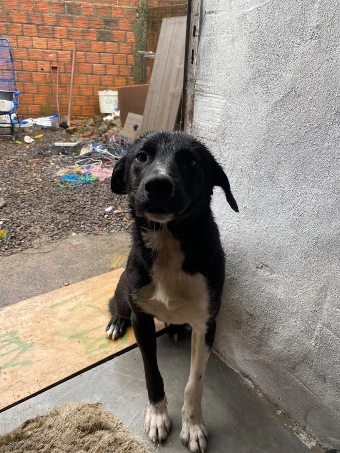 Cachorro raça SRD-ViraLata idade 1 ano nome Jorge 