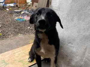 Cachorro raça SRD-ViraLata idade 1 ano nome Jorge 