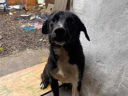 Cachorro raça SRD-ViraLata idade 1 ano nome Jorge 
