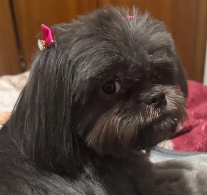 Cachorro raça Shitzu idade 2 anos nome Maju