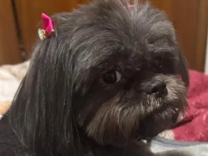 Cachorro raça Shitzu idade 2 anos nome Maju