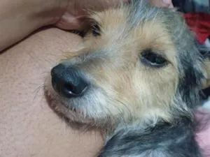 Cachorro raça SRD-ViraLata idade 5 anos nome scott