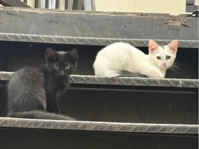 Gato raça SRD-ViraLata idade 2 a 6 meses nome Sem nome