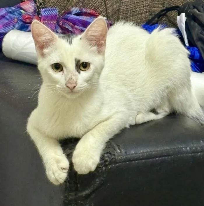 Gato raça SRD-ViraLata idade 2 a 6 meses nome Sem nome