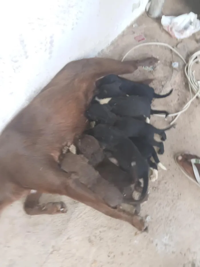 Cachorro raça Labrador idade 2 a 6 meses nome nao tem 