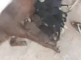 nao tem 