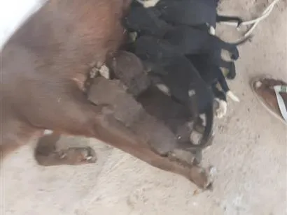 Cachorro raça Labrador idade 2 a 6 meses nome nao tem 