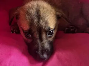 Cachorro raça SRD-ViraLata idade 2 a 6 meses nome sem nome