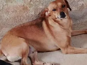 Cachorro raça SRD-ViraLata idade 7 a 11 meses nome Pretinha , mel e bella