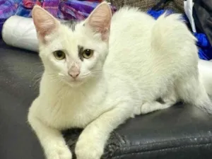 Gato raça SRD-ViraLata idade 2 a 6 meses nome Sem nome