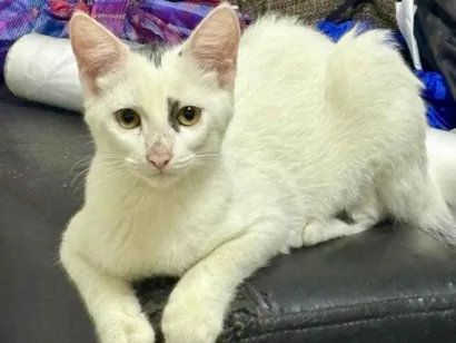 Gato raça SRD-ViraLata idade 2 a 6 meses nome Sem nome