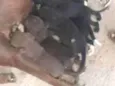 nao tem 