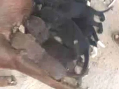 Cachorro raça Labrador idade 2 a 6 meses nome nao tem 