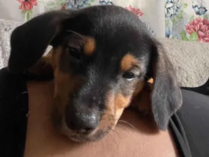 Cachorro raça SRD-ViraLata idade Abaixo de 2 meses nome Ainda sem nome 